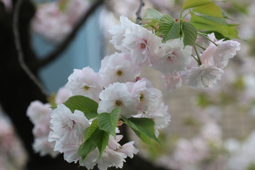 IMG_0967.jpgのサムネール画像