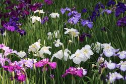 19105627_1197061260403577_7131393438436157721_n.jpgのサムネール画像