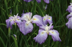 IMG_1185.jpgのサムネール画像