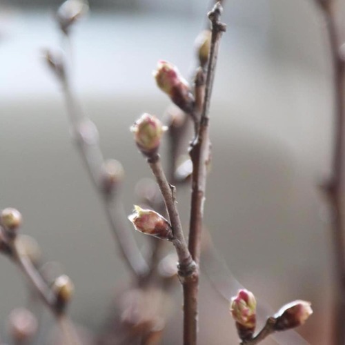 49786040_1841849895924707_5573671728233578496_n.jpgのサムネール画像