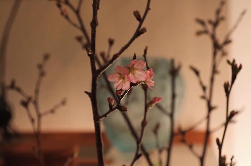 50434579_1860222370754126_3269459634066292736_n.jpgのサムネール画像