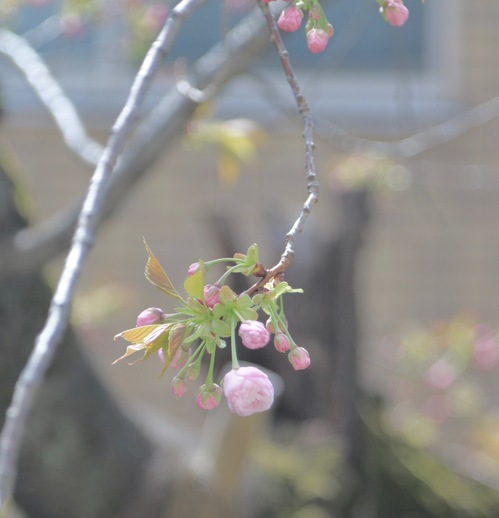 IMG_3353.jpegのサムネール画像