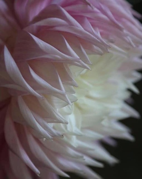 61464613_2043562052420156_8819156644400201728_n.jpgのサムネール画像