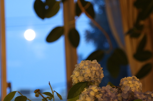 IMG_3836.jpgのサムネール画像