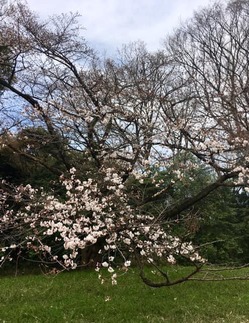 55444982_1952399771536385_2928348830292246528_n.jpgのサムネール画像