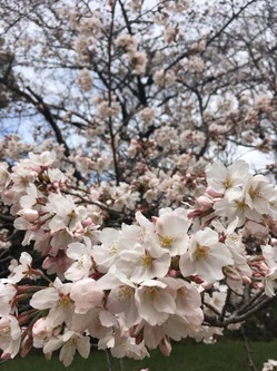 55455261_1952399794869716_3722198931375915008_n.jpgのサムネール画像