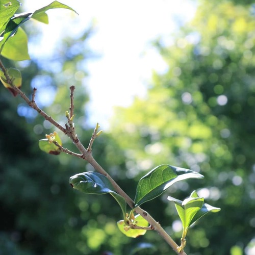 72100204_2298813060228386_1681359037867753472_n.jpgのサムネール画像