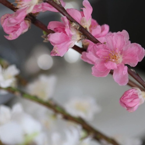 89256480_2588942287882127_553619106905980928_n.jpgのサムネール画像